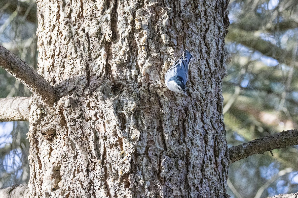 Sittelle à poitrine blanche - ML645474070