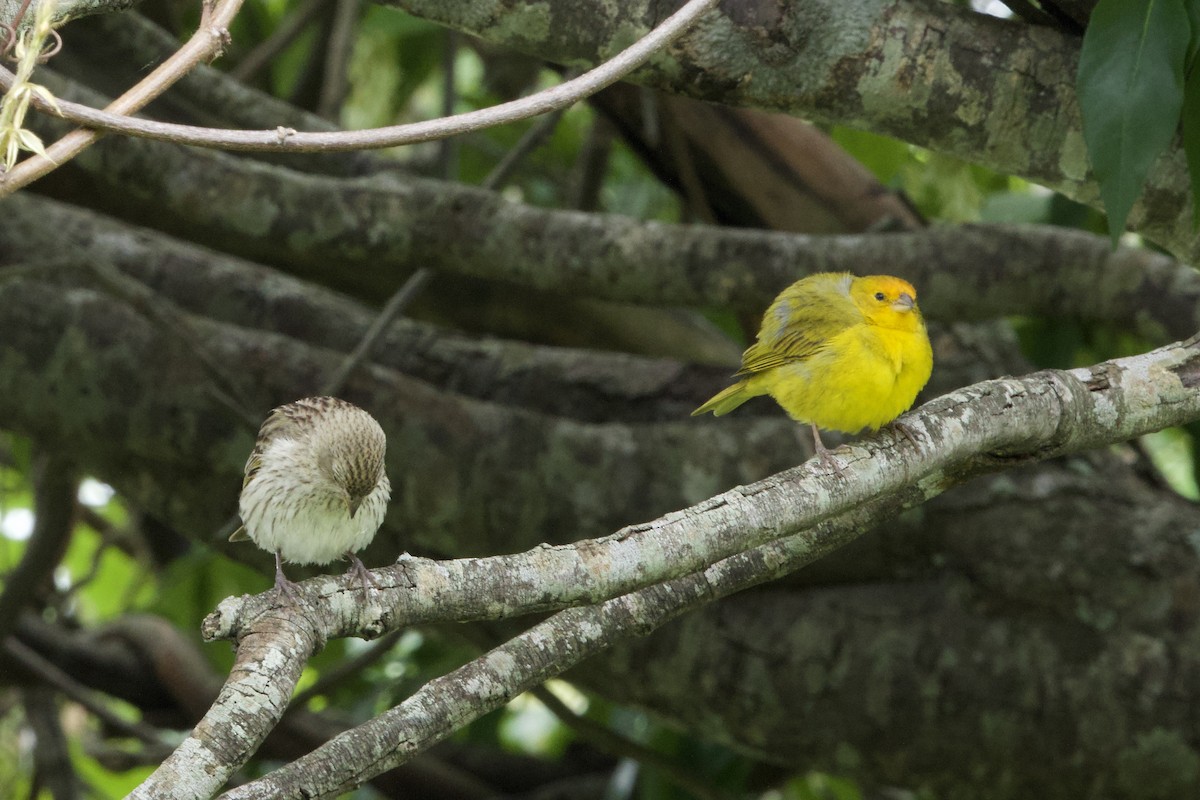 Sicale bouton-d'or - ML645474071