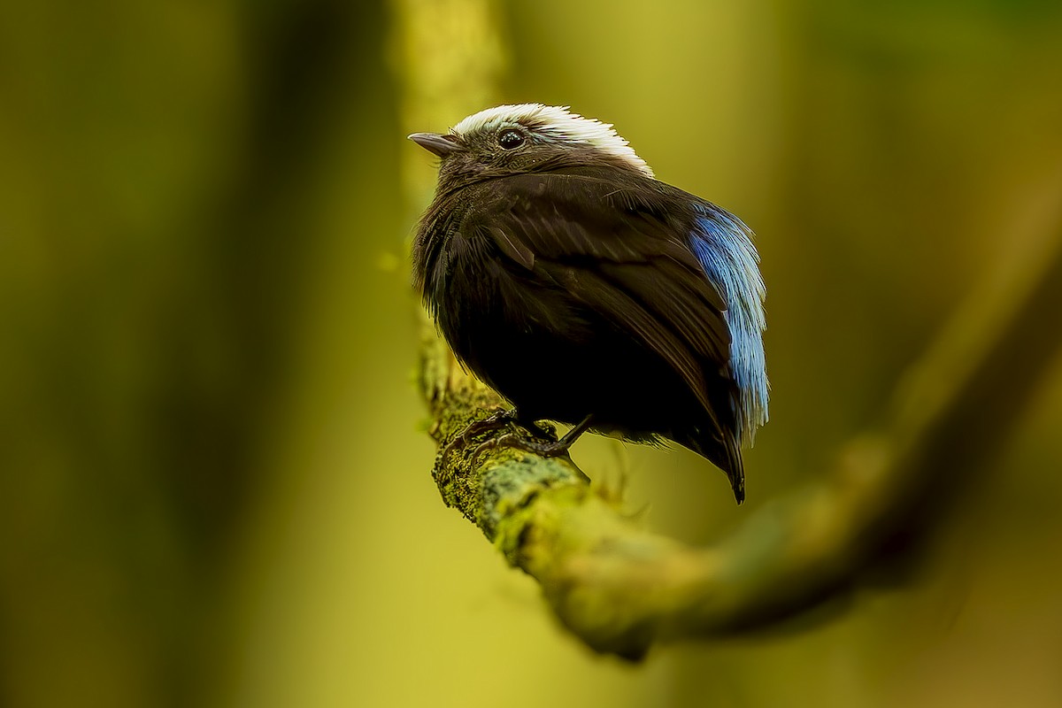 Manakin à dos bleu - ML645474072