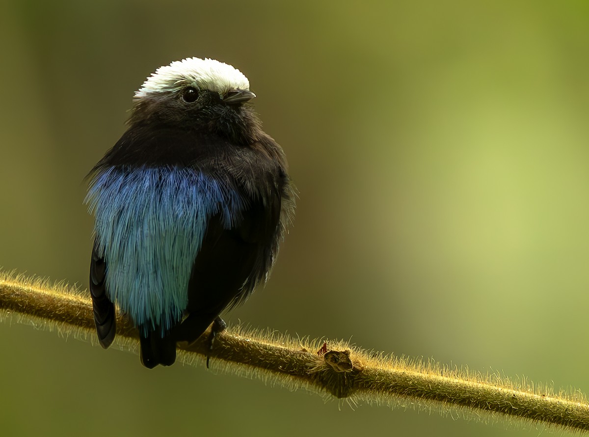 Manakin à dos bleu - ML645474073