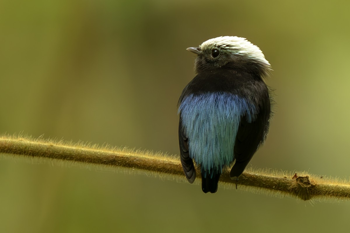Manakin à dos bleu - ML645474074