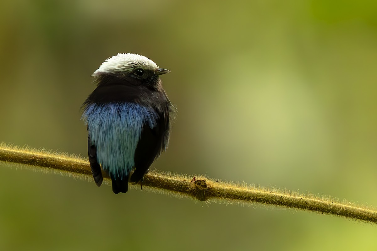 Manakin à dos bleu - ML645474075