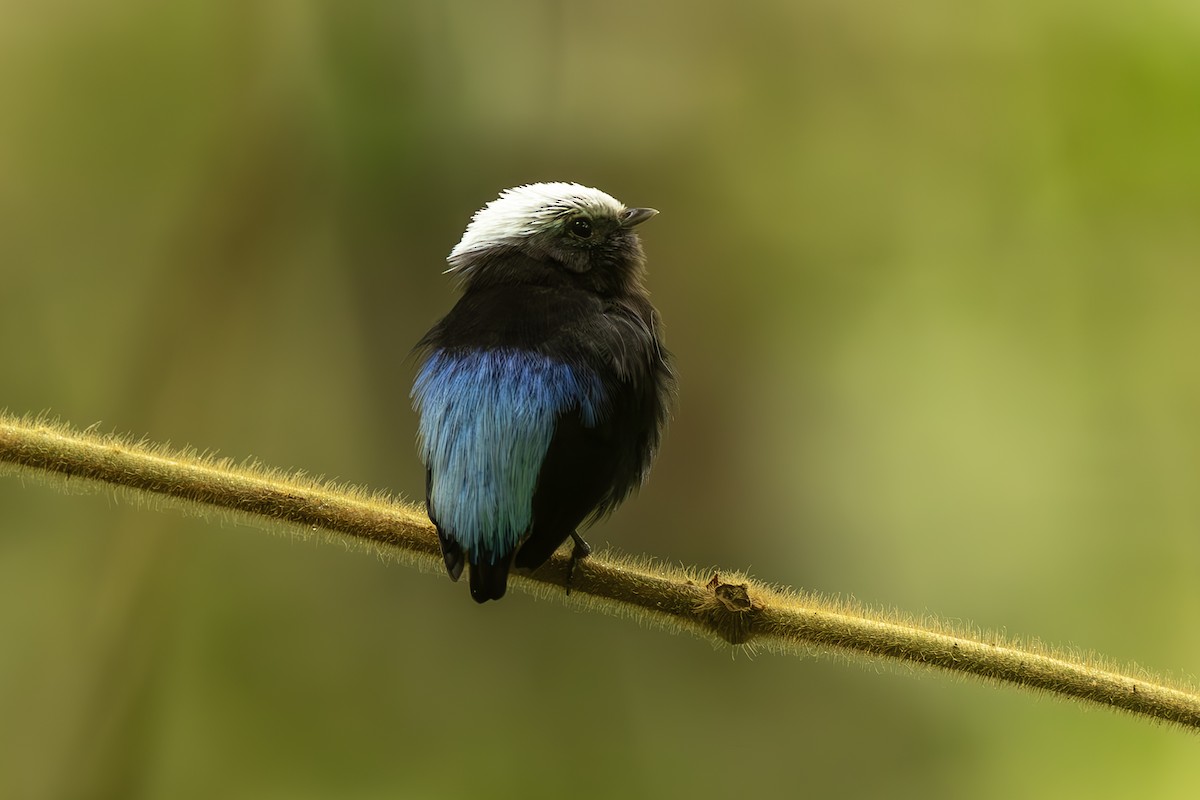 Manakin à dos bleu - ML645474076