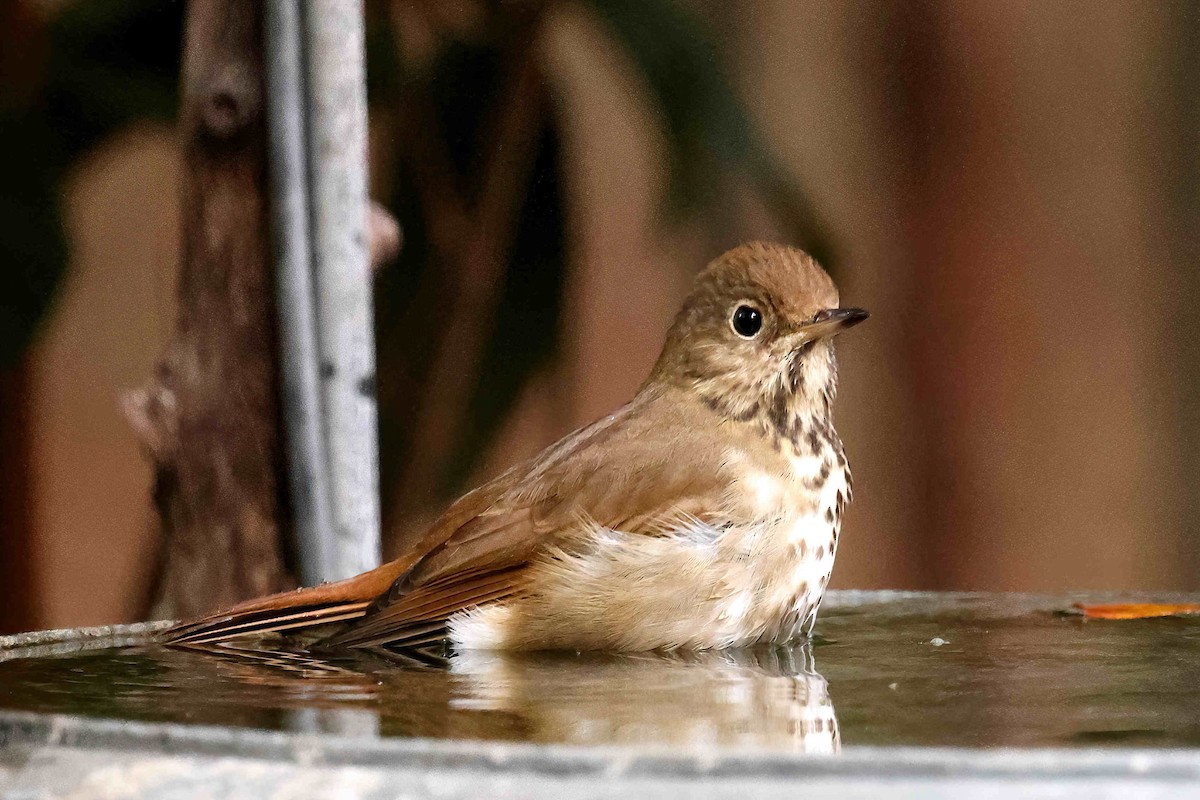 Grive solitaire - ML645474077