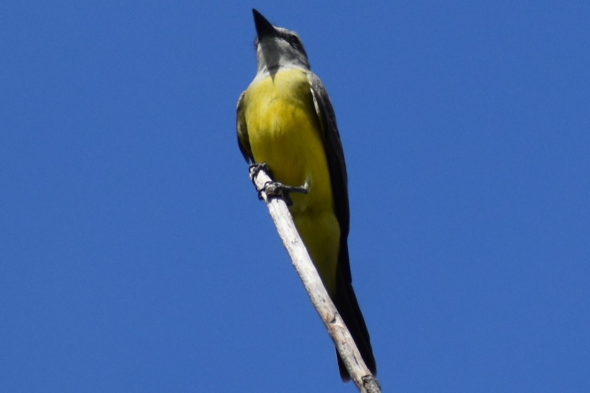 Tyran mélancolique - ML645474078