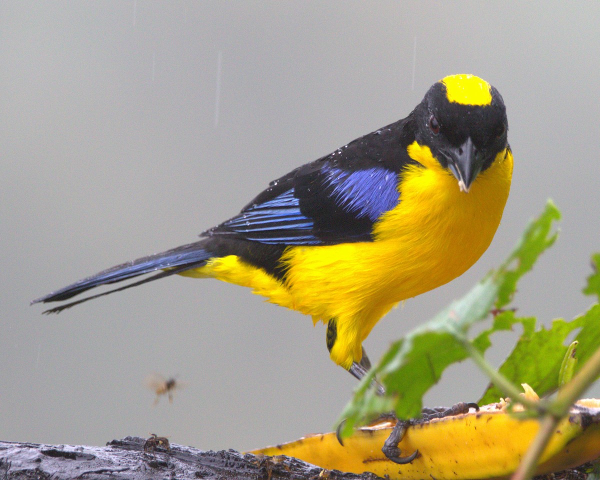 Tangara somptueux - ML645474084