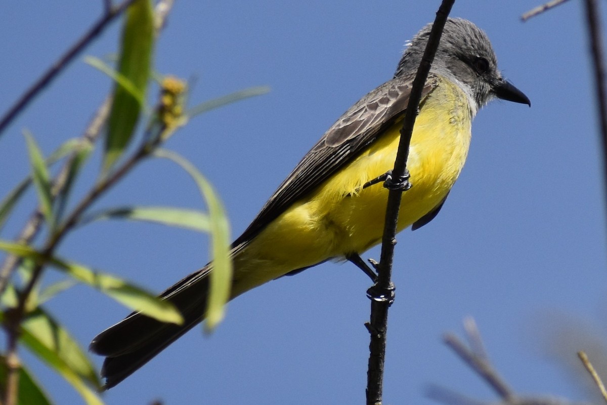 Tyran mélancolique - ML645474088