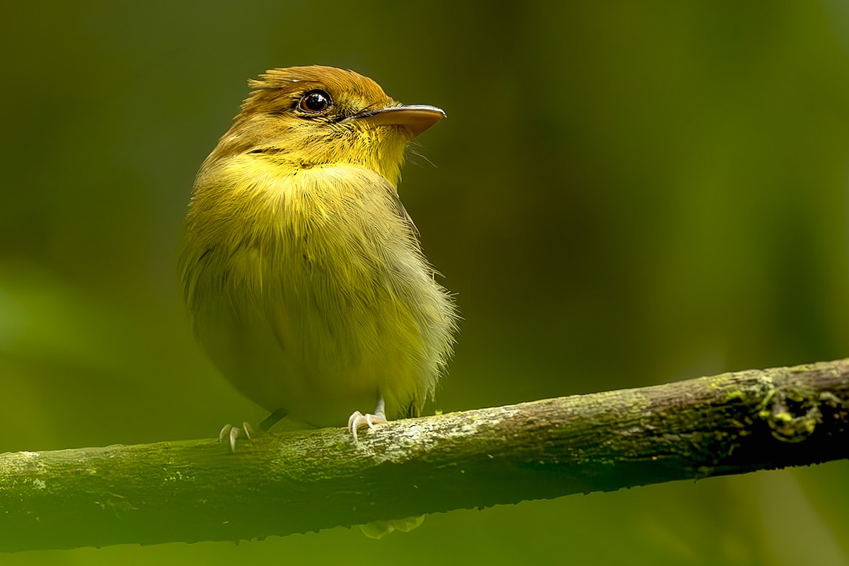 Platyrhynque à gorge jaune - ML645474103