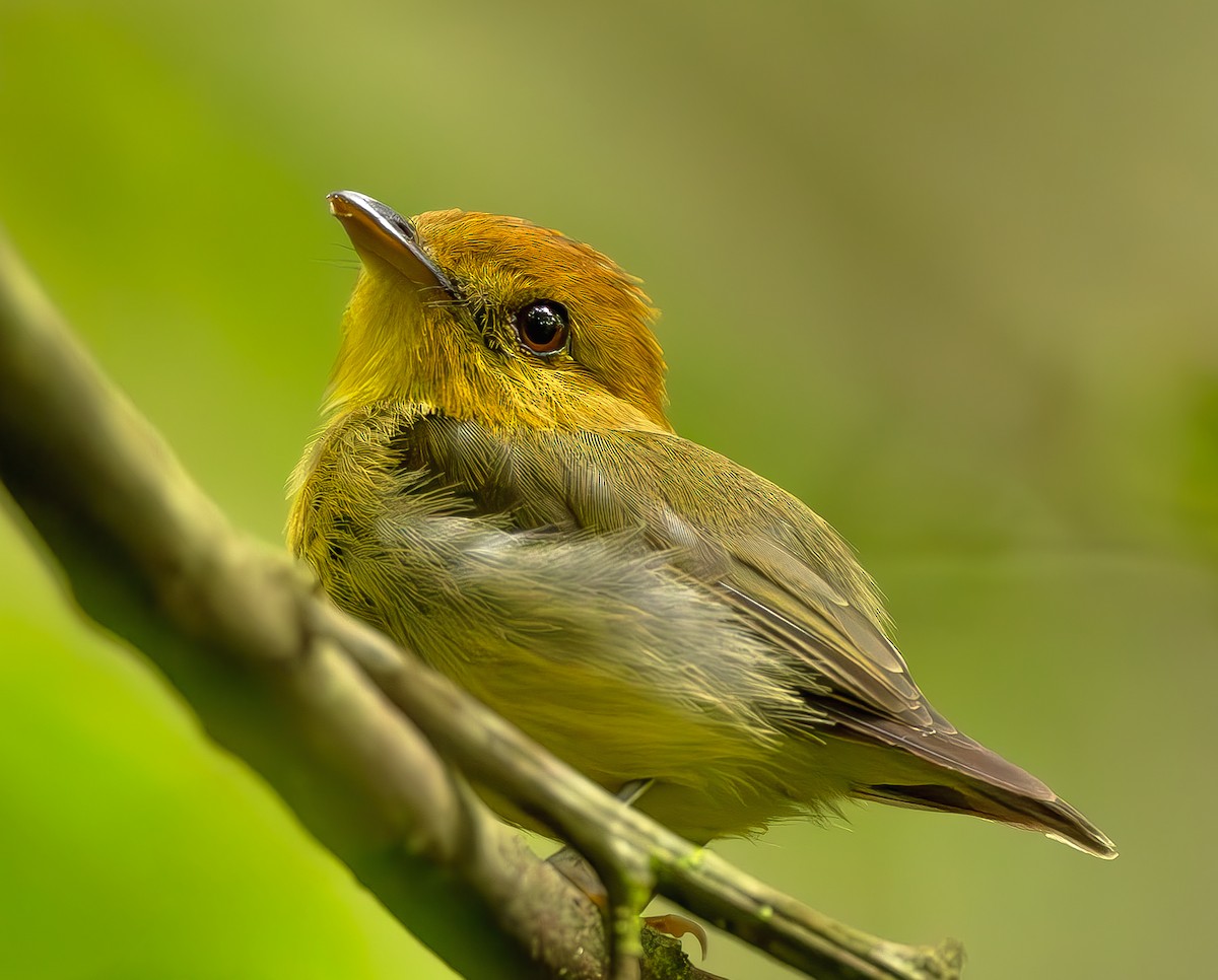 Platyrhynque à gorge jaune - ML645474104