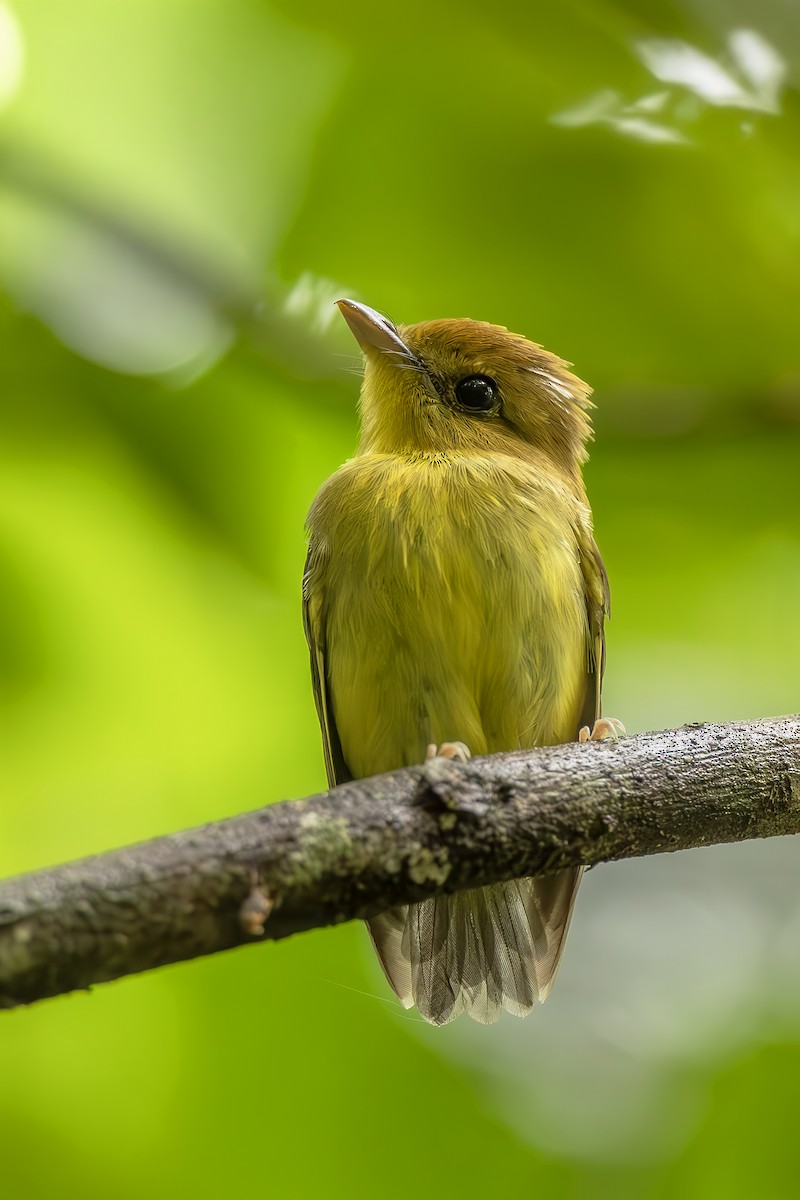 Platyrhynque à gorge jaune - ML645474105