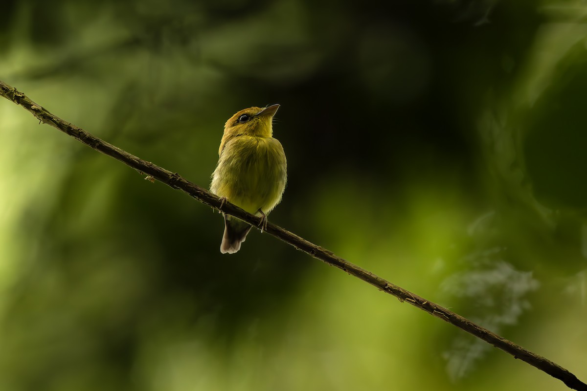 Platyrhynque à gorge jaune - ML645474106