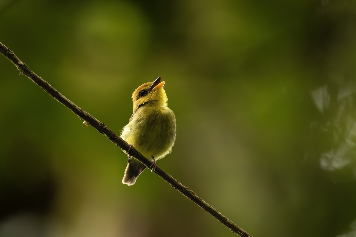 Platyrhynque à gorge jaune - ML645474107