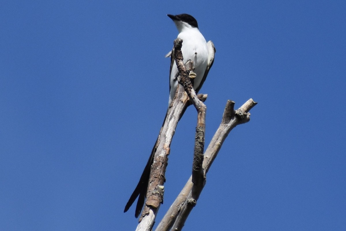 Tyran des savanes - ML645474108