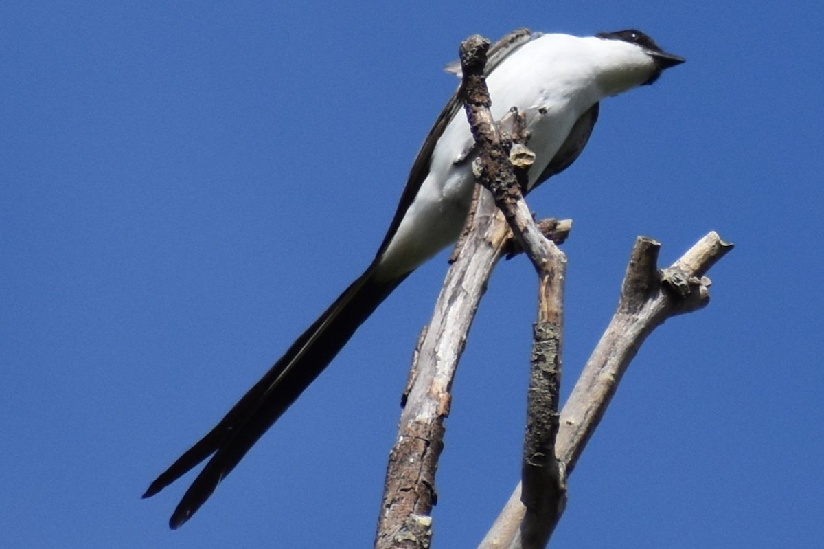 Tyran des savanes - ML645474109