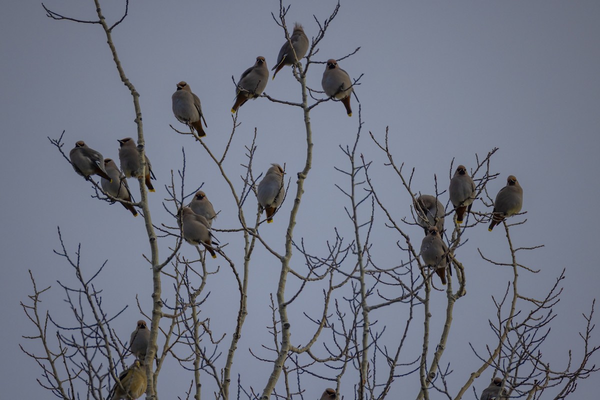 キレンジャク - ML645474116