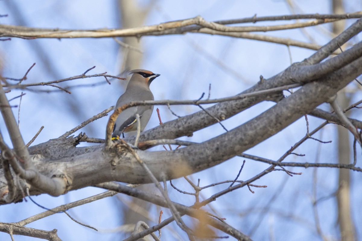 キレンジャク - ML645474117