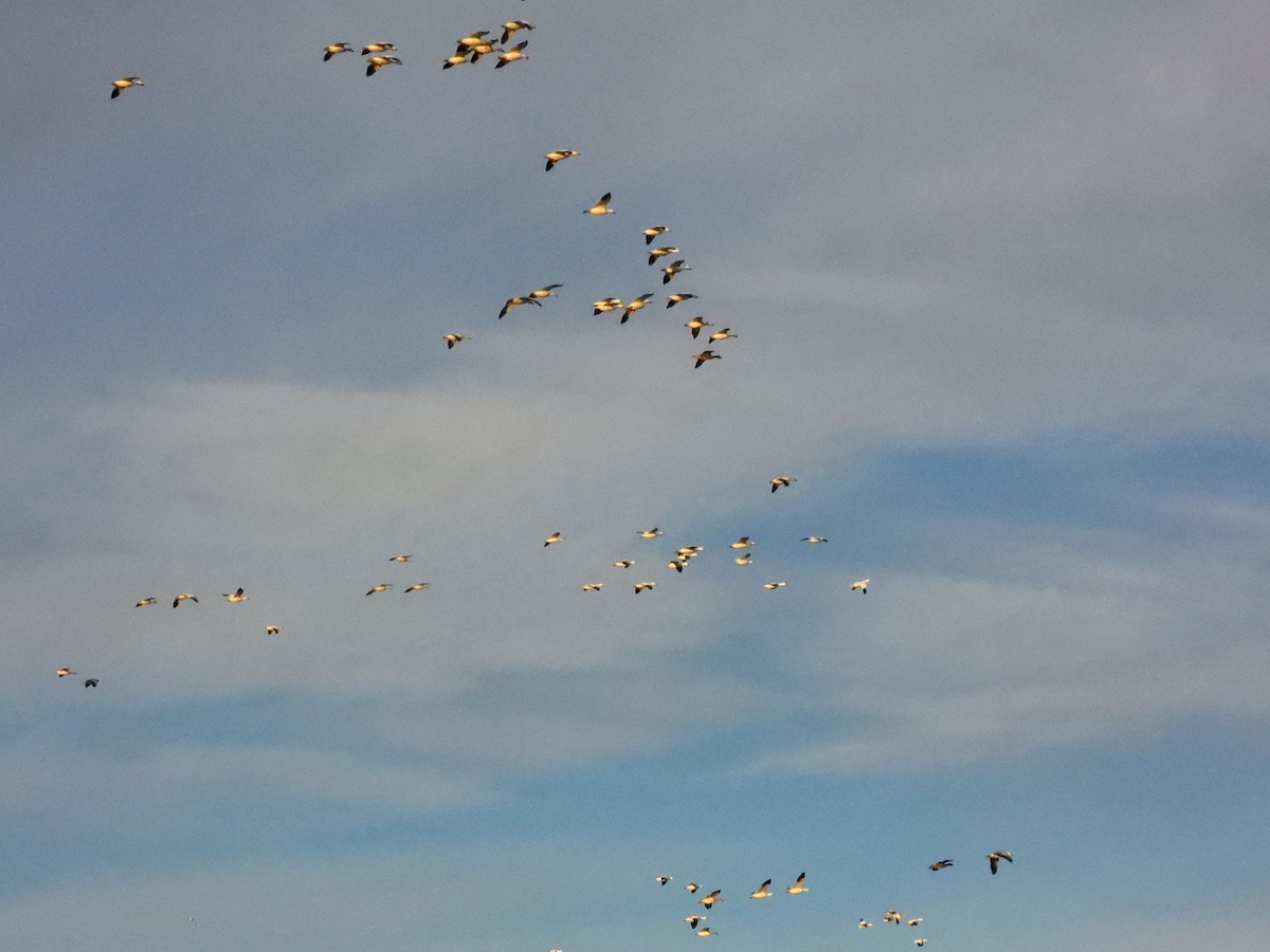 Snow Goose - ML645474128