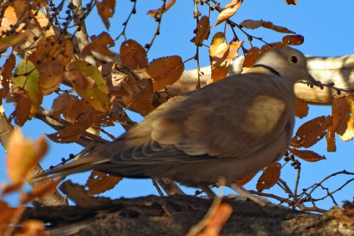 灰斑鳩 - ML645474134