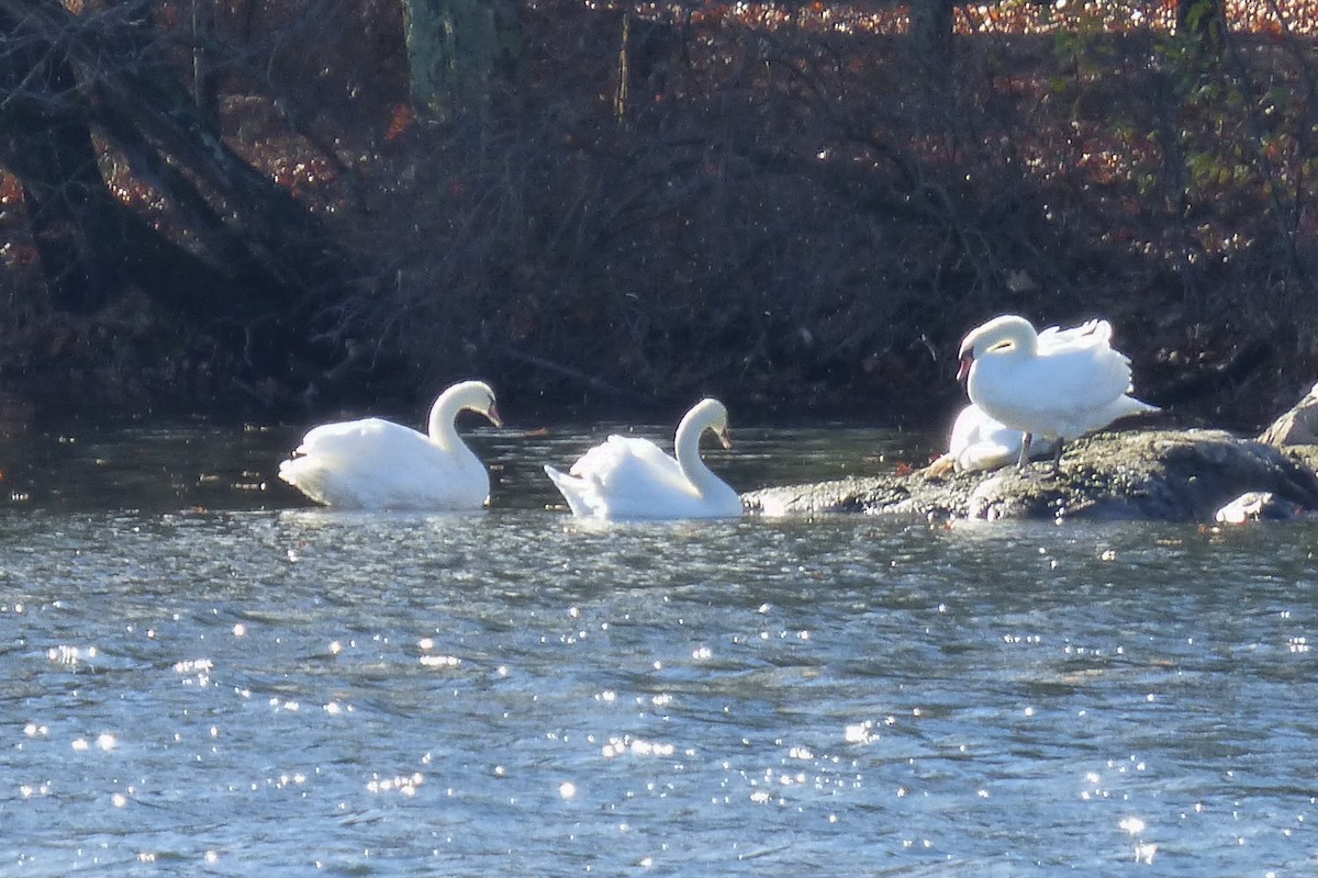 Mute Swan - ML645474135