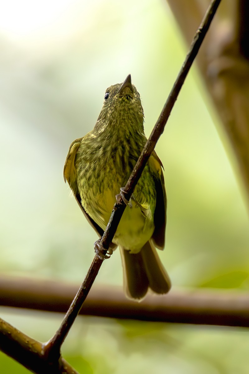 Olive-striped Flycatcher - ML645474136