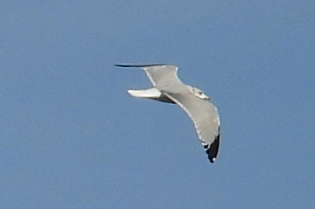 Ring-billed Gull - ML645474139
