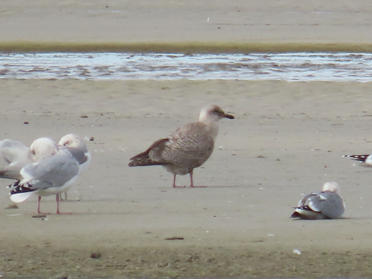 grønlandsmåke (thayeri) (eskimomåke) - ML645474142