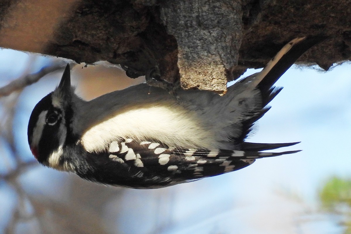 Downy Woodpecker - ML645474143