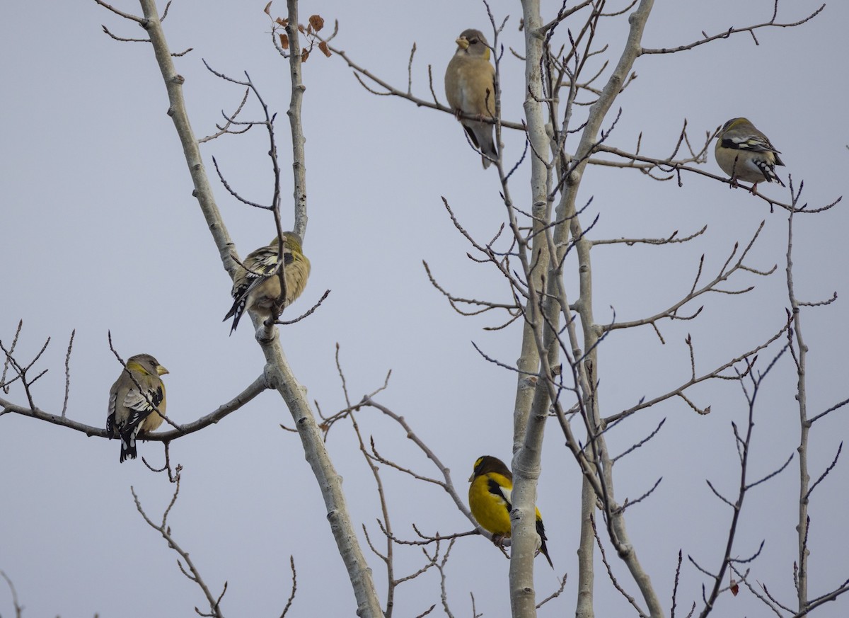 キビタイシメ - ML645474145