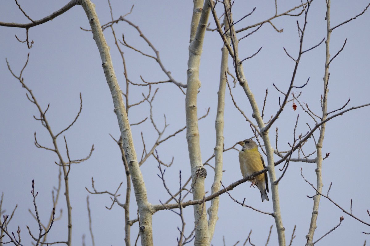 キビタイシメ - ML645474146