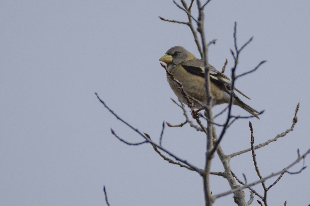 キビタイシメ - ML645474149