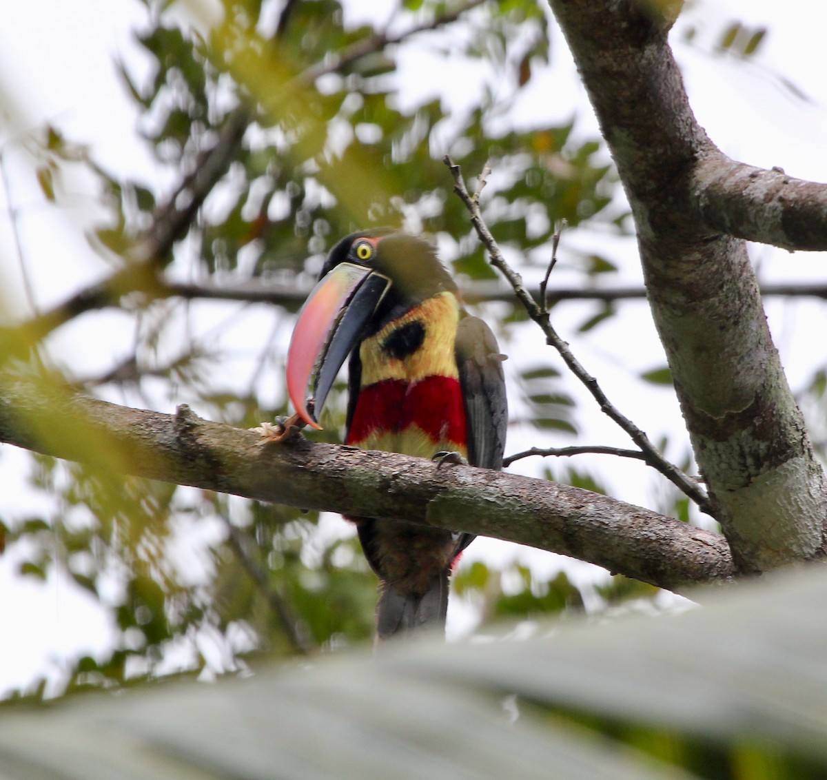 アカハシムナフチュウハシ - ML645474151