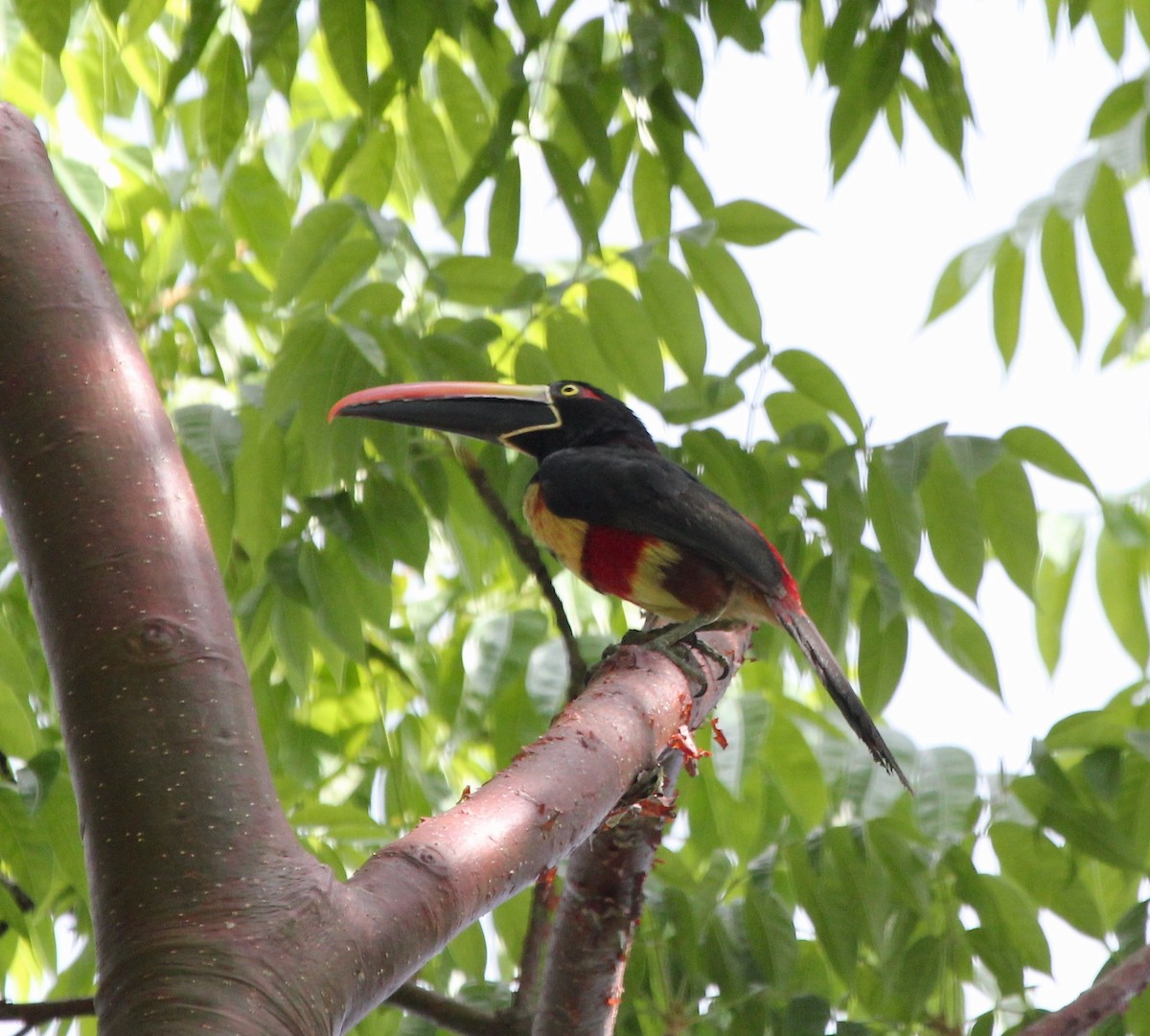 アカハシムナフチュウハシ - ML645474152