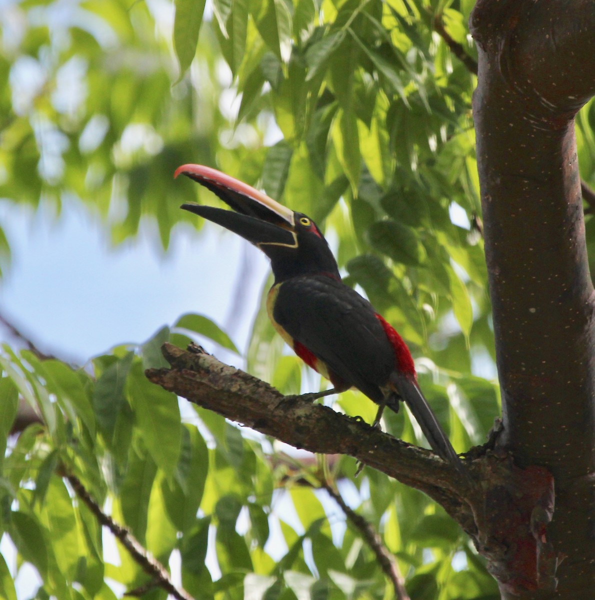 アカハシムナフチュウハシ - ML645474153