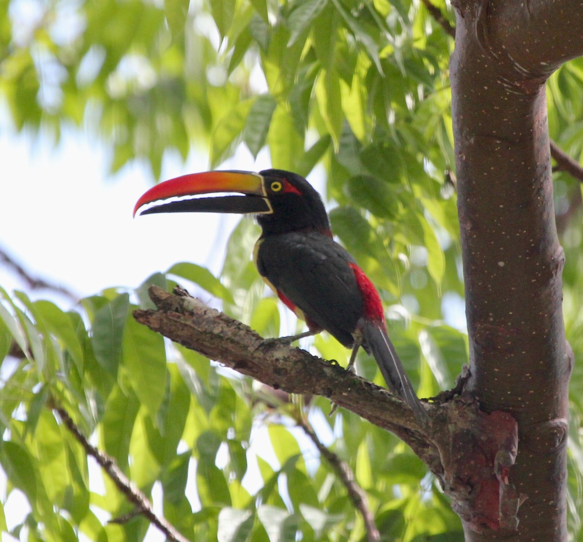 アカハシムナフチュウハシ - ML645474154