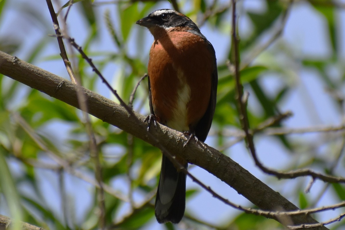 Black-and-rufous Warbling Finch - ML645474156