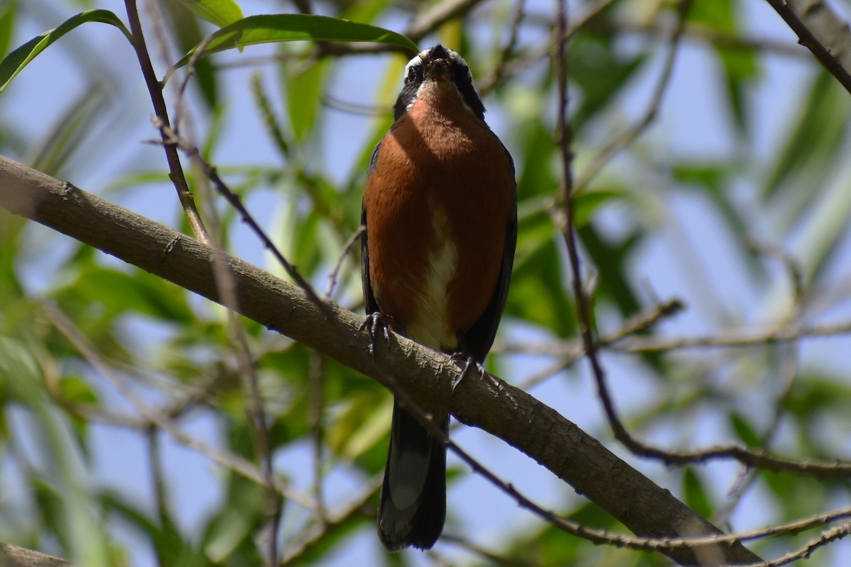 Black-and-rufous Warbling Finch - ML645474158