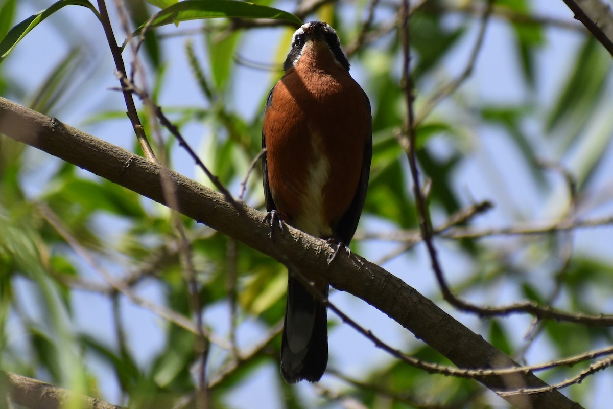 Black-and-rufous Warbling Finch - ML645474159