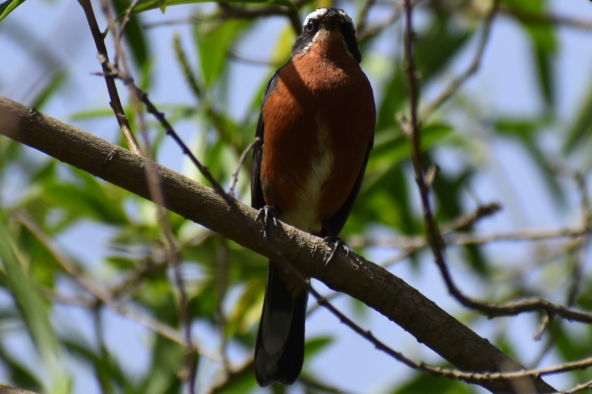 Black-and-rufous Warbling Finch - ML645474160
