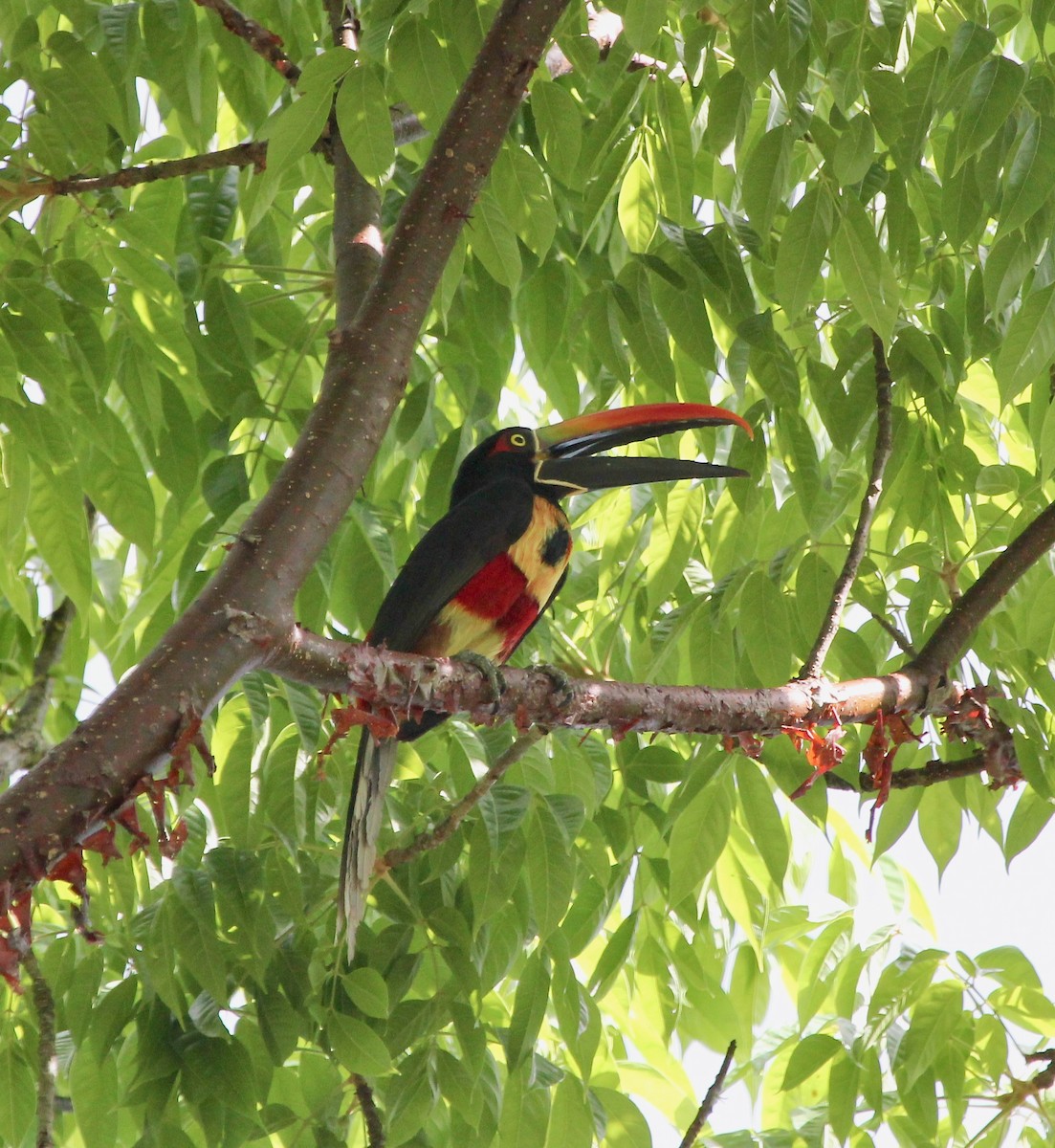 アカハシムナフチュウハシ - ML645474161