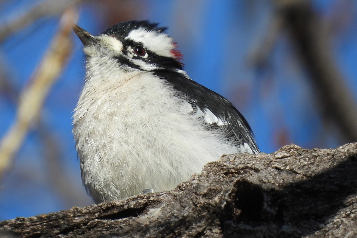 セジロコゲラ - ML645474164
