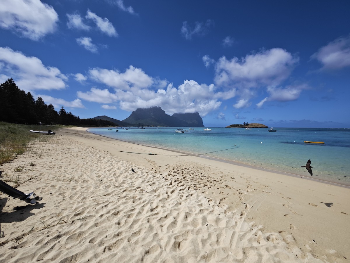 カツオドリ - ML645474165