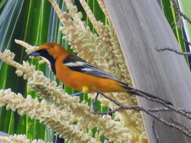 ムナグロムクドリモドキ - ML645474166