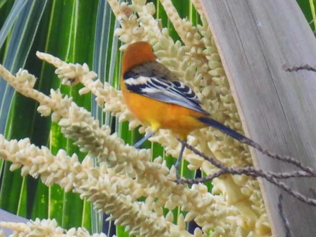 ムナグロムクドリモドキ - ML645474167