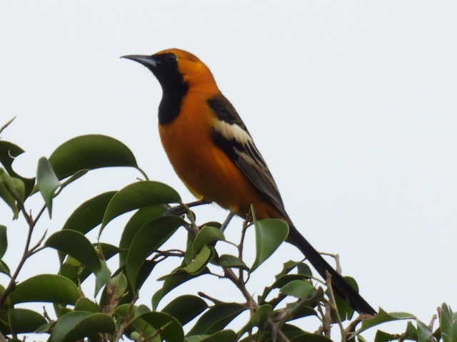 ムナグロムクドリモドキ - ML645474168