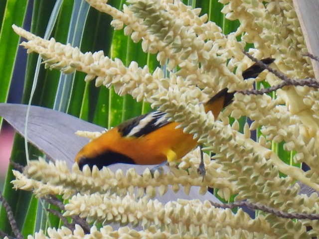 ムナグロムクドリモドキ - ML645474169