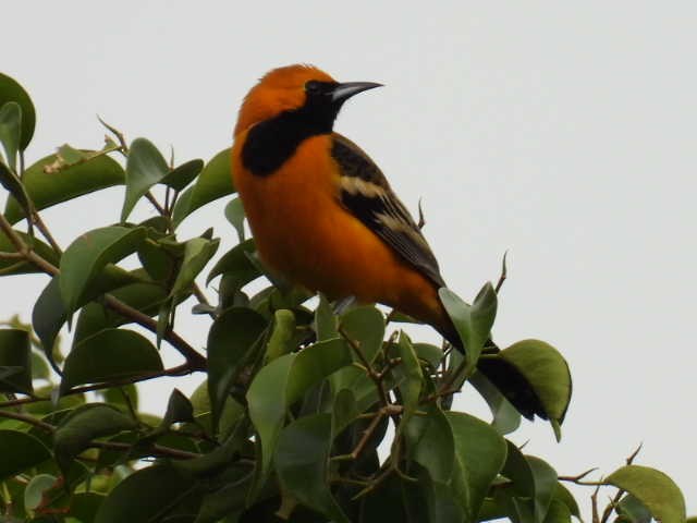 ムナグロムクドリモドキ - ML645474170