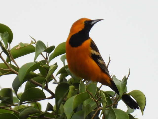 ムナグロムクドリモドキ - ML645474171