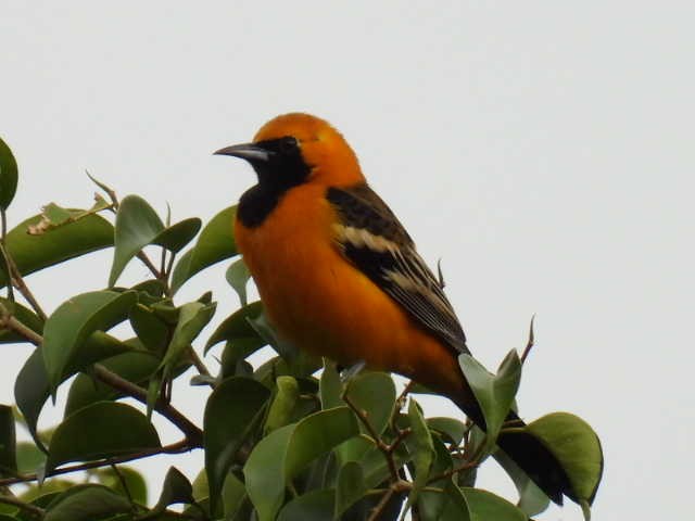 ムナグロムクドリモドキ - ML645474172