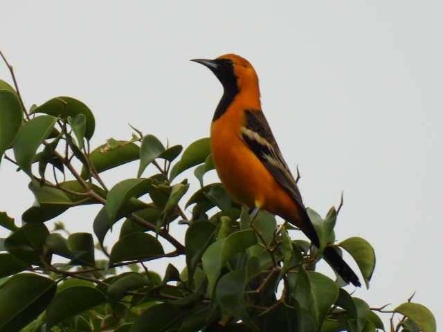 ムナグロムクドリモドキ - ML645474173