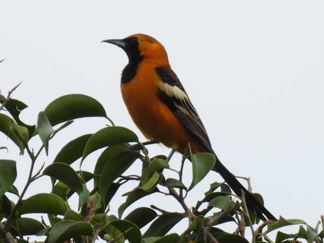 ムナグロムクドリモドキ - ML645474174